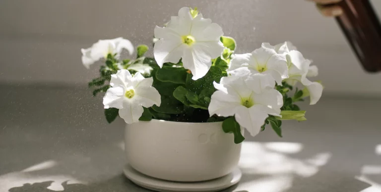 Candles for valentines day