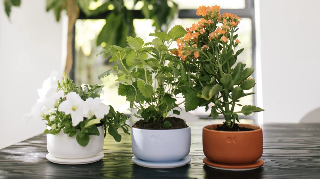 Soy Wax Candles Lumond