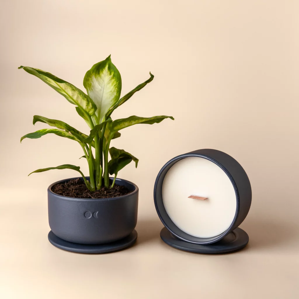 BLOMSTRENDE KERAMISK LYS – SANDELTRÆ & JASMIN – 440G