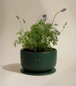 Blühende Keramikkerze – Wacholder & Lavendel – 1400 g